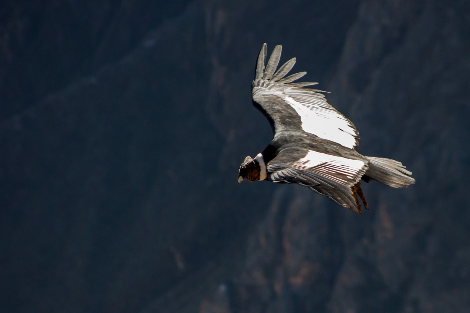 Andean Condors in Patagonia